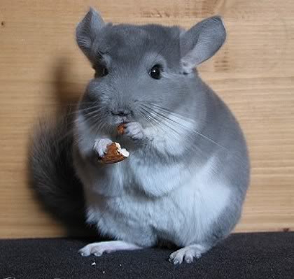 afro-violet-chinchilla-01-1[1]